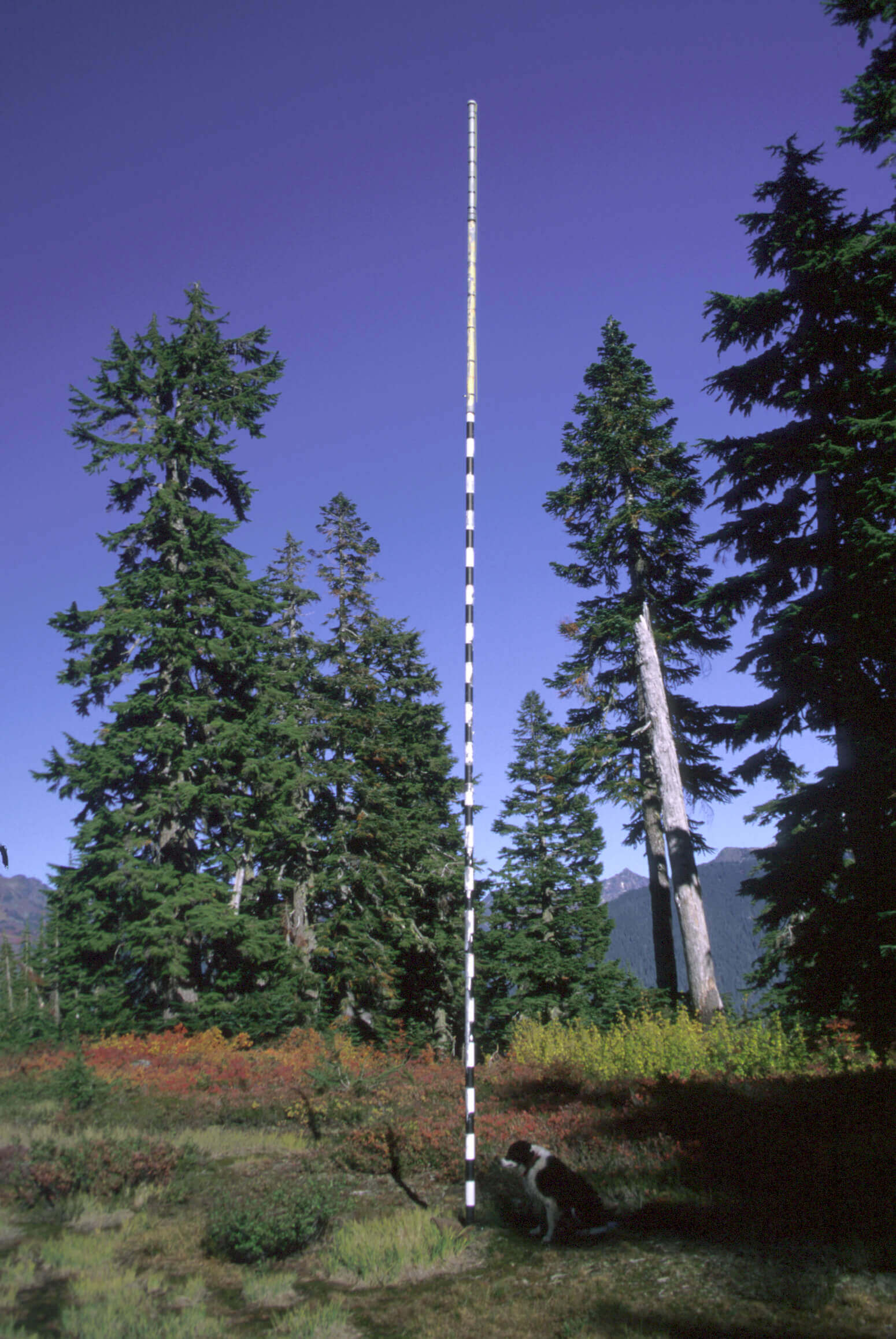 World Record Snowfall - snowstake in summer